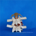 High Quality Foam Human Vertebra Medical Teaching Model